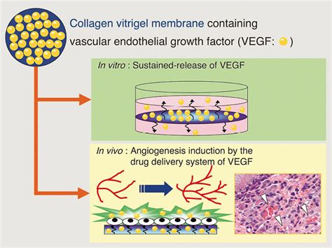  Vitrigel: Biocompatible Wondermateriaal voor Weefselregeneratie!